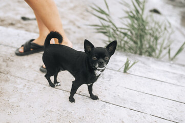 Beautiful small black Chihuahua dog standing on sand outdoors. Pet photo, animal.