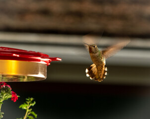 Hummingbirds Close Up At Feeder