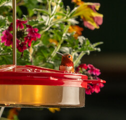 Hummingbirds Close Up At Feeder