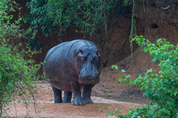 Hippopotamus in the wild
