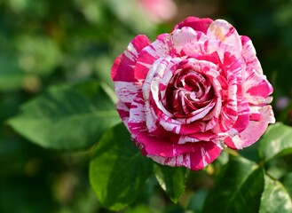 Where Nature Performs Its Colorful Symphony: A Garden's Blooming Marvels of British Columbia, Canada