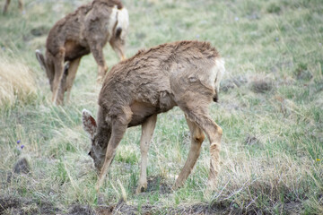 Deer on a hill colorado
