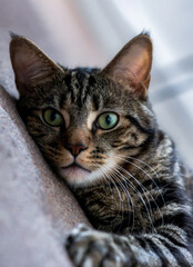 Adorable cat domestic playing pet