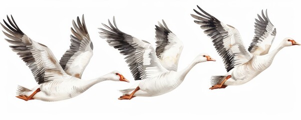 Obraz premium Two vector-style geese in flight with outstretched wings, set against a plain white background.