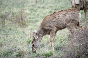 Deer on a hill colorado