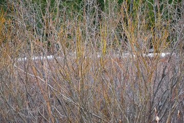 moose nearly fully obscured in brush