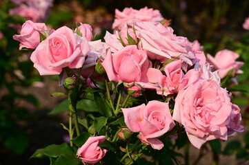 Where Nature Performs Its Colorful Symphony: A Garden's Blooming Marvels of British Columbia, Canada