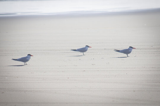 Trio of Forster's Terns at Long Beach, Washington