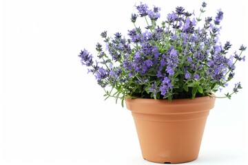 Naklejka premium A small pot with purple flowers in it