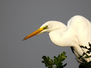 great white heron