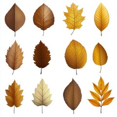 Obraz premium Vibrant Autumn Leaves Collection in Gold and Brown Tones on White Background