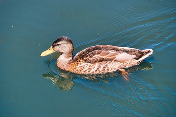 Poznan, Cybina Valley, a duck swimming on the river on a sunny day