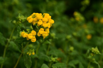 Where Nature Performs Its Colorful Symphony: A Garden's Blooming Marvels of British Columbia, Canada