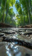 Sunlight streaming through a lush bamboo forest with a stone pathway in Japan during midday
