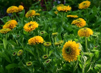 Where Nature Performs Its Colorful Symphony: A Garden's Blooming Marvels of British Columbia, Canada