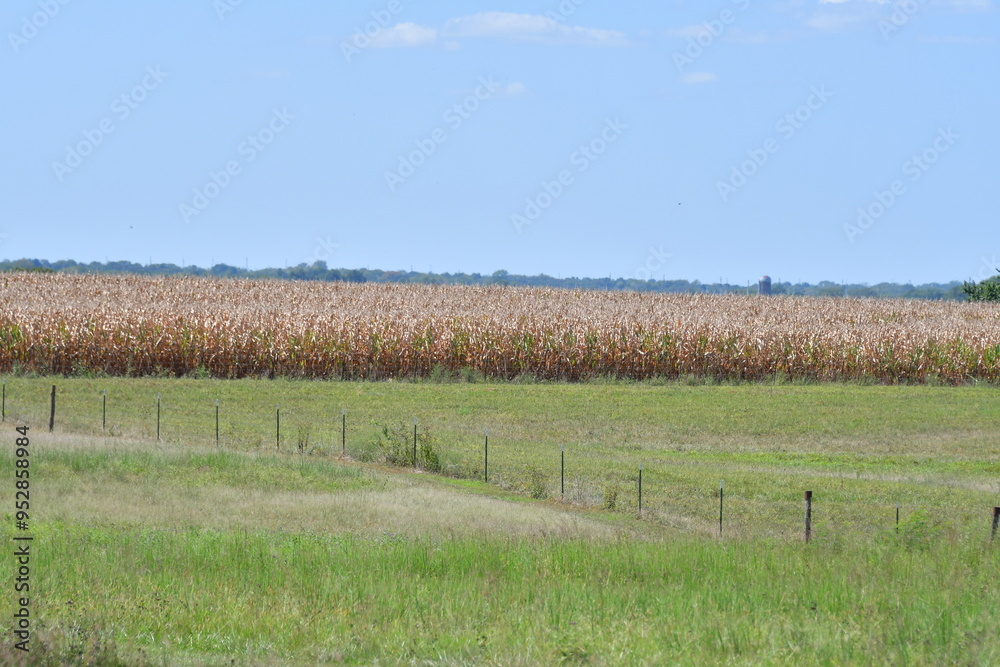 Wall mural Corn Plants in a Farm Field