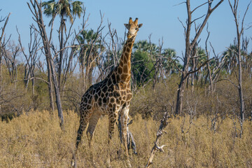 Solitary South African giraffe in the Kalahari  desert, Botswana