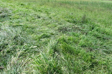 Green Grass in a Field