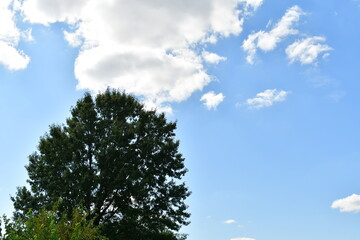 White Clouds in Blue Sky Over Tree