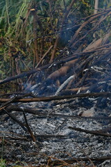 Charred Ash in a Brush Fire