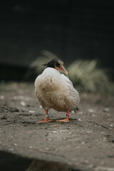 exotic bird