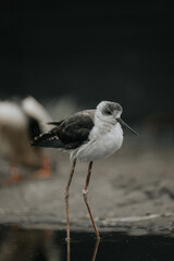 exotic bird
