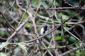 Fototapeta premium The stripe-breasted tit (Melaniparus fasciiventer) is a species of bird in the family Paridae. This photo was taken in Nyungwe National Park, Rwanda.