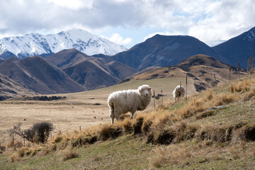 Sheep in New Zealand farm with mountain landscape