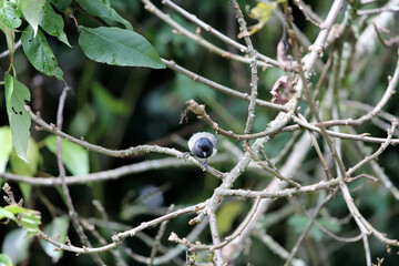 The stripe-breasted tit (Melaniparus fasciiventer) is a species of bird in the family Paridae. This photo was taken  in Nyungwe National Park, Rwanda.