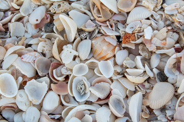 Collection of shells