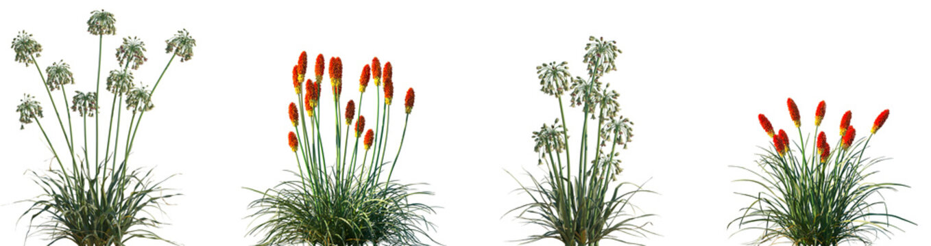 Set of frontal Allium siculum and Kniphofia uvaria isolated png on a transparent background perfectly cutout high resolution