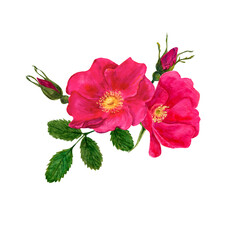 Fototapeta premium Pink rosehip watercolor set