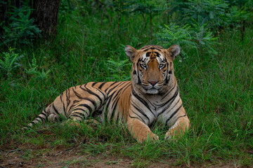 An adult male tiger sitting regally on short grass during monsoon season at Tadoba Andheri National Park, Maharastra, India