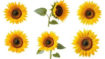 Set of Sunflower Flowers Captivating Summer Collection on white background