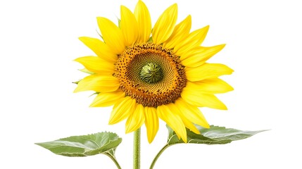 sunflower isolated on white background