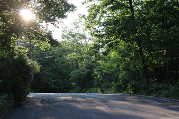 A street with trees in the summer. Road and security. Discover and destination with car. Asphalt and construction. 
