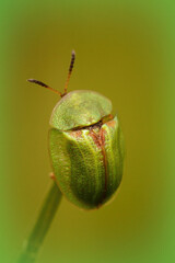 Vertical close up of the green thistle tortoise beetle, Cassida vridis sitting on a straw of grass
