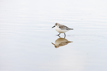 A solitary sandpiper bird walking in shallow water, creating a beautiful reflection on a calm surface, captured in a minimalistic and serene setting