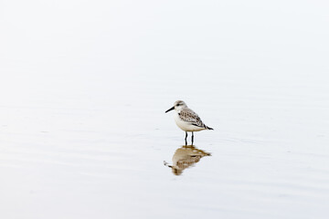 A solitary sandpiper bird standing in shallow water, creating a beautiful reflection on a calm surface, captured in a minimalistic and serene setting

