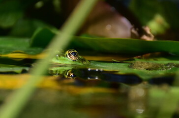 Froschauge spiegelt sich im Wasser