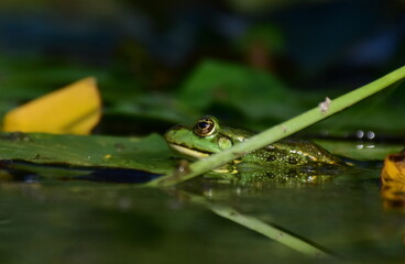 Frosch auf einem Seerosenblatt im Botanischen Garten in Freiburg