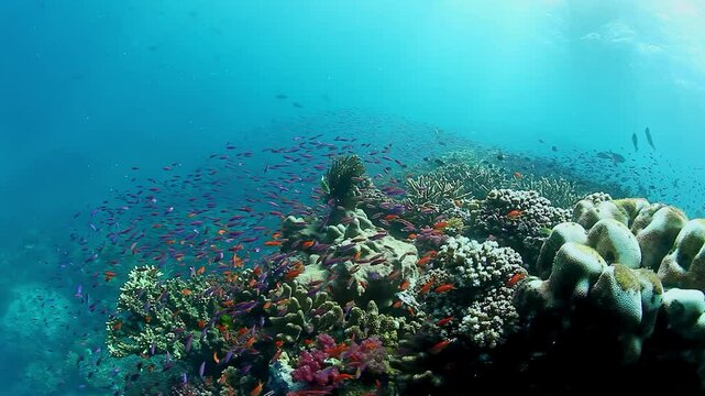 Mesmerizing display of schooling fish glides gracefully through crystal-clear waters of Fiji, showing vibrant colors of delicate coral reef below.