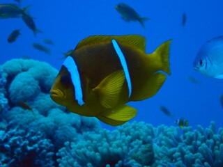Clown fish in anemone 