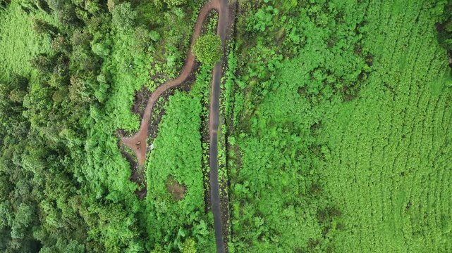 Hilly Roads in green
