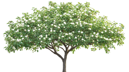 Apple tree without flowers or fruit, isolated on white stock photo Tree, Cut Out, White Background, Apple Tree, Green Color, Apple tree without flowers or fruit, isolated on white stock pho
