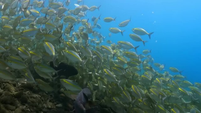 A school of fish swimming in the ocean. The fish are mostly yellow and white, with some black spots. The scene is peaceful and serene, with the fish moving in unison