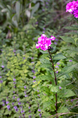 Phlox paniculata or garden phlox pink flowers in summer, close up