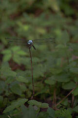 dragonfly on a branch