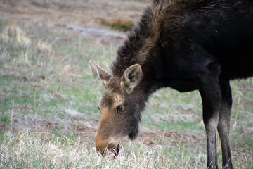 moose grazing near alice colorado