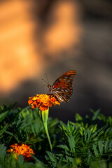 butterfly on flower